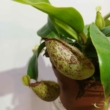 Nepenthes Hookeriana