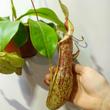 Nepenthes Mojito