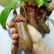 Nepenthes Rob