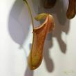 Nepenthes Rob