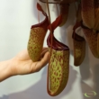 Nepenthes Sam