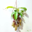 Nepenthes Sam