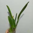 Rhyncholaeliocattleya Taiwan Good Life "Golden Queen" x Mao Shan Fuji 'Fuji'