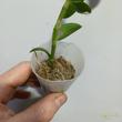 Dendrobium Adastra Ono 15
