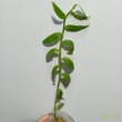 Dendrobium Adastra Steamed Bun