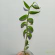 Dendrobium aphyllum Lady