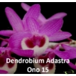 Dendrobium Adastra Ono 15