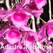Dendrobium Adastra Red Rose