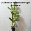 Dendrobium nestor Red Dragon (variegata)