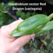 Dendrobium nestor Red Dragon (variegata)