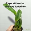 Rhyncattleanthe Hsinying Sunprince