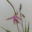 Bletilla penway Brigantes