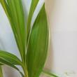Bletilla striata Variegata
