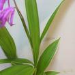 Bletilla striata Variegata