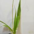 Bletilla striata Varigata Alba