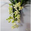 Cymbidium Ice Cascade (csüngő)