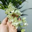 Cymbidium Ice Cascade (csüngő)