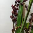Cymbidium cascade Cali Night