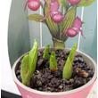 Cypripedium rózsaszín