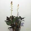 Ludisia discolor