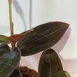 Ludisia discolor var. nigrescens