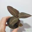 Ludisia discolor Ruby