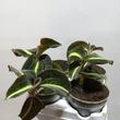 Macodes petola Moonstone