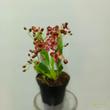 Oncidium bordó