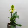 Paphiopedilum Pinocchio sárga