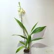 Phaius tankervilleae var. alba