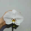 Phalaenopsis singolo Tosha