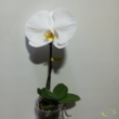 Phalaenopsis singolo Tosha