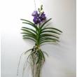 Vanda orchidea kék-lila