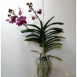 Vanda orchidea bordó/lila
