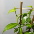 Vanilla planifolia (csíkos)