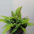 Polystichum makinoi