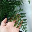 Asplenium Parvati