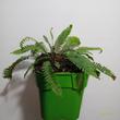 Blechnum spicant