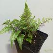 Athyrium niponicum Red Beauty