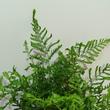 Dryopteris filix mas linearis polydactyla