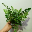 Pellaea Rotundifolia