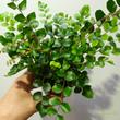 Pellaea Rotundifolia