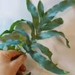 Phlebodium aureum Blue Star