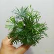 Actiniopteris australis