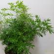 Asparagus falcatus