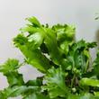 Asplenium scolopendrium Cristatum