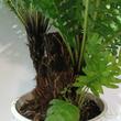 Blechnum Silver Lady