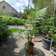 Cyathea cooperi