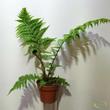 Cyathea cooperi
