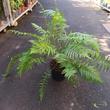 Dicksonia antarctica